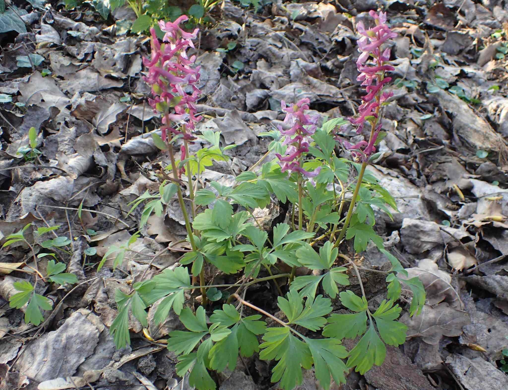 Foto di una Colombina