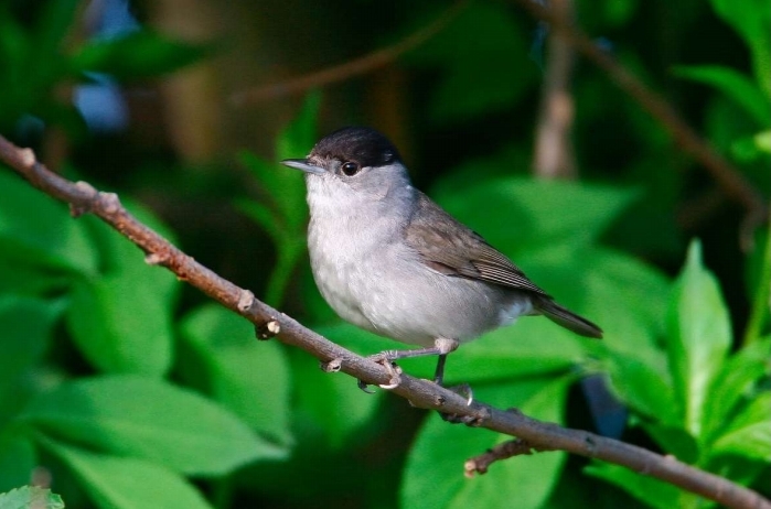 Foto di un maschio di capinera (Sylvia atricapilla)