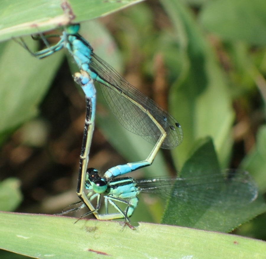 Foto di una coppia di codazzurra comune (Ischnura elegans)