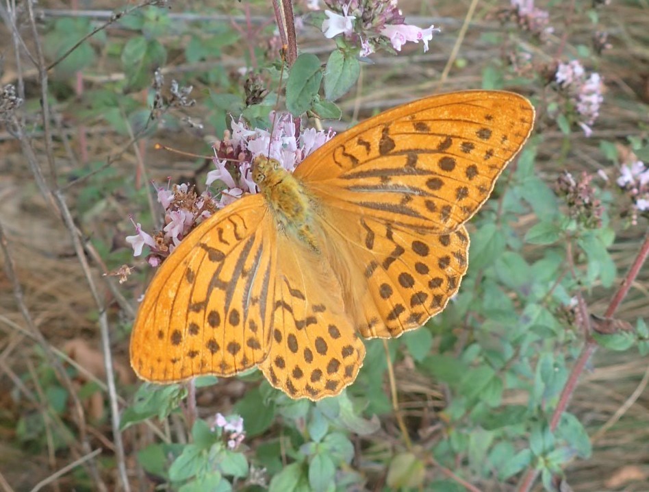 Pafia, vistosa farfalla di colore arancione