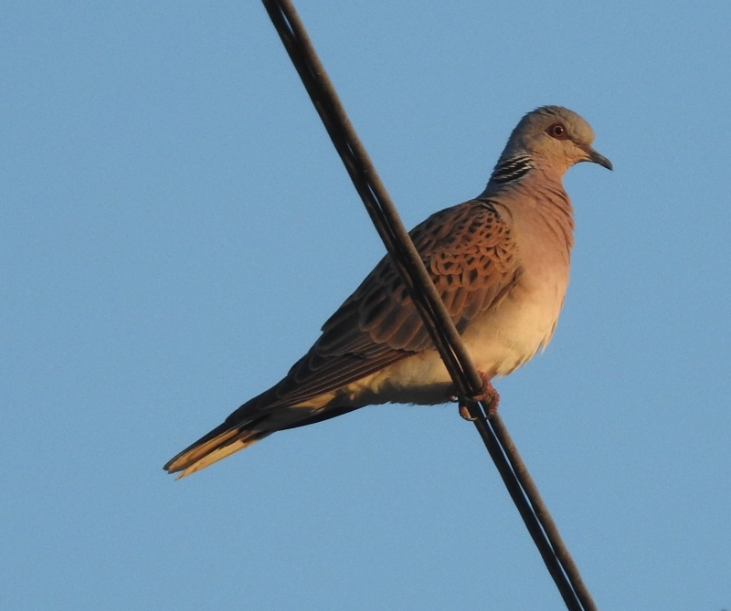 Foto di una tortora selvatica (Streptopelia turtur)