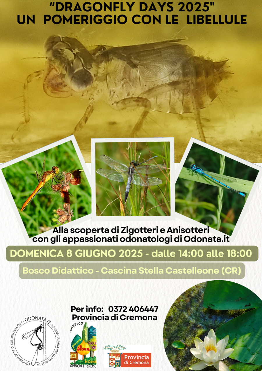 Volantino delle iniziative dll'8 giugno