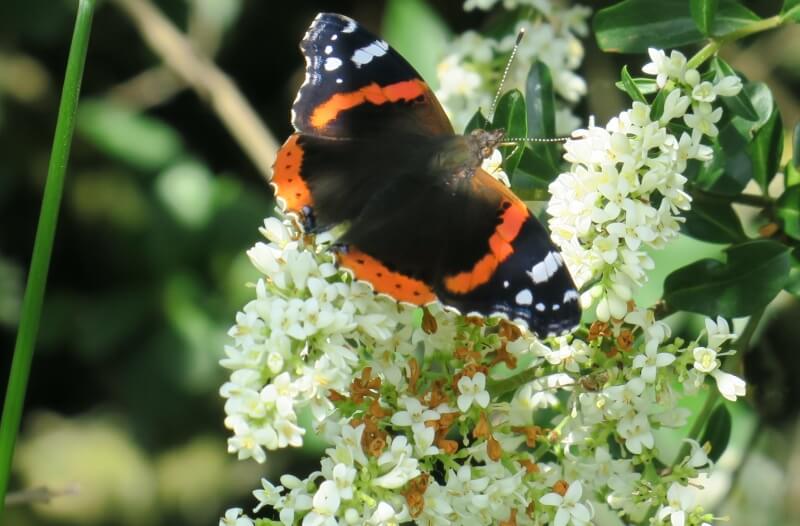 Nella foto: una Atalanta (Vanessa atalanta), farfalla ancora abbastanza comune nei nostri ambienti